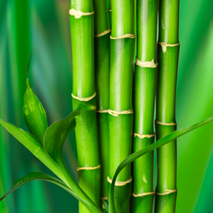 Gamme cellulose de bambou- utilisation de -20° à +70°