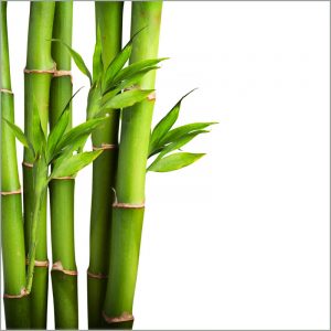 Emballages alimentaires écoresponsables en cellulose de bambou